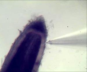 旭月活體研究通訊附圖-01